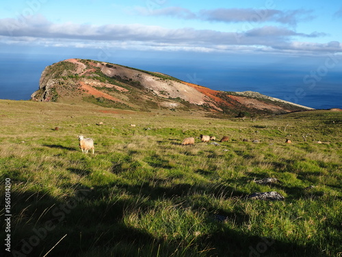 Saint Helena island, UK overseas Territory, field with sheep