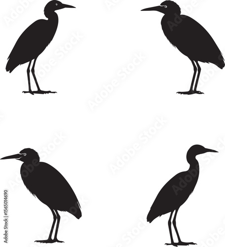 vector illustration of cattle egret