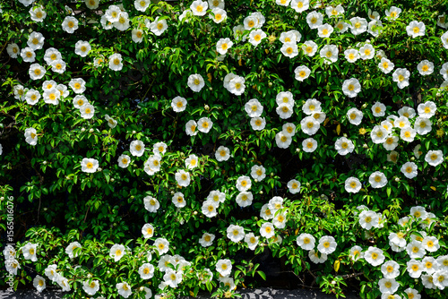 壁面の白いイバラ