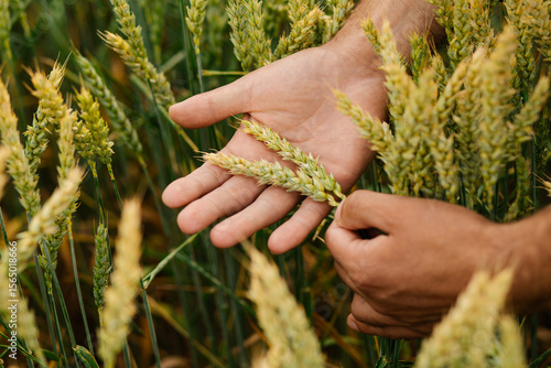 Close-up of adult male hands holding wheat ears in a field, inspecting grain ripeness and crop maturity. Concept of harvest readiness and traditional crop assessment.