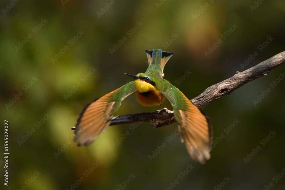 Fototapeta premium Little bee-eater takes off from bare bough