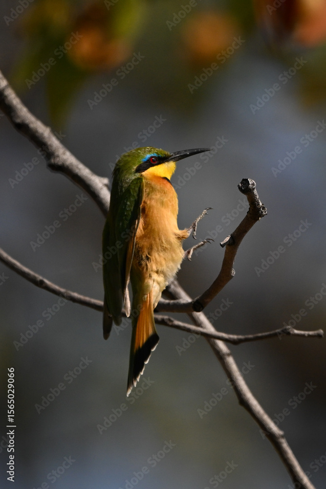 Naklejka premium Little bee-eater stretches out feet to land