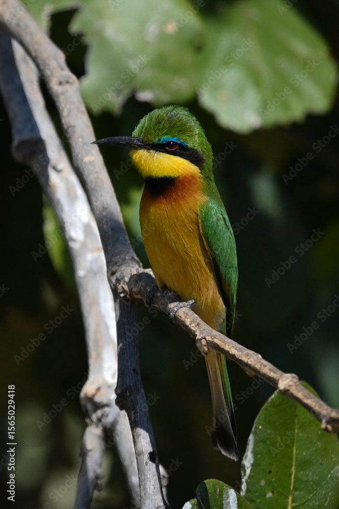 Obraz premium Little bee-eater with catchlight in leafy bush