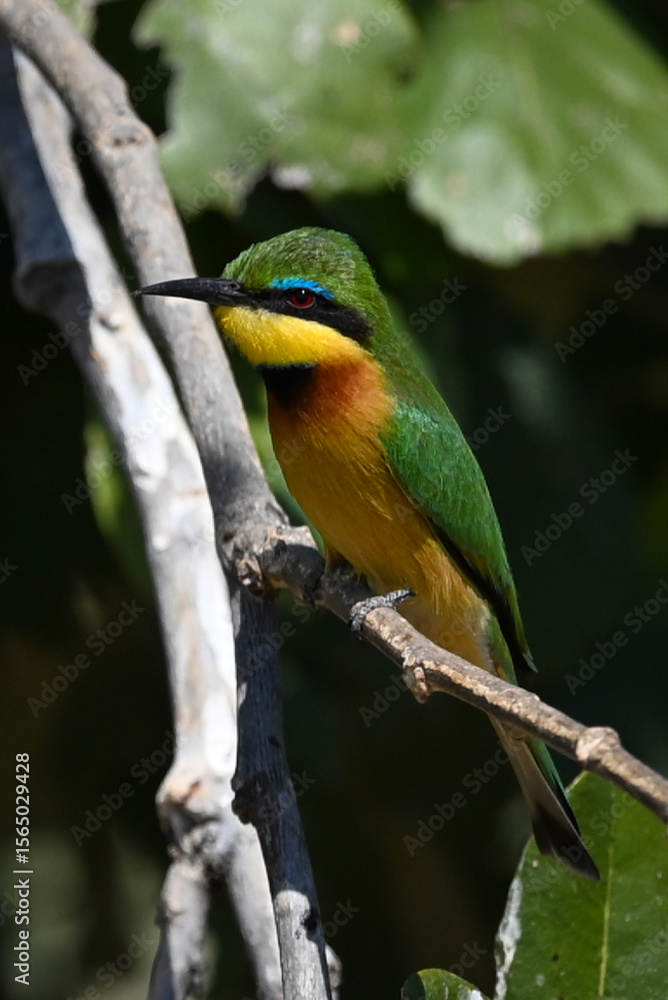 Obraz premium Little bee-eater with catchlight on leafy bush