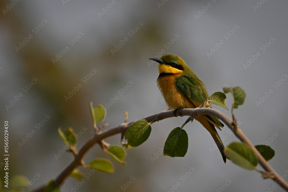 Little bee-eater with catchlight on bent twig Little bee-eater with catchlight on bent twig