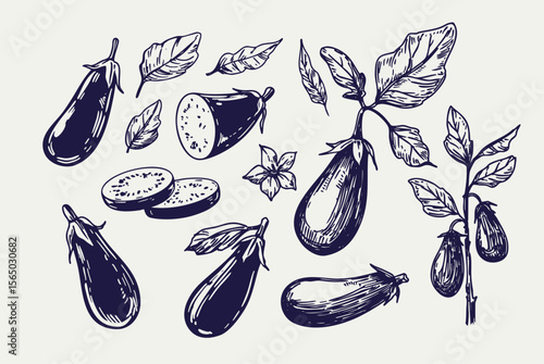 Eggplant set, hand drawn sketch, realistic vector illustration