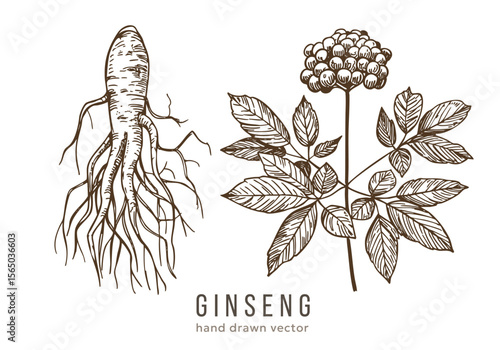 Ginseng root, hand drawn sketch, engraving style, realistic vector monochrome illustration