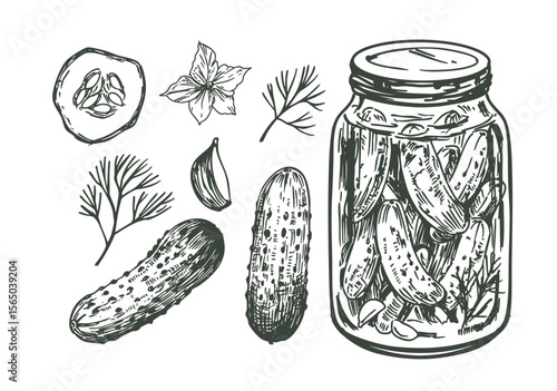 Pickles, cucumbers in a jar, hand drawn sketch, realistic vector illustration