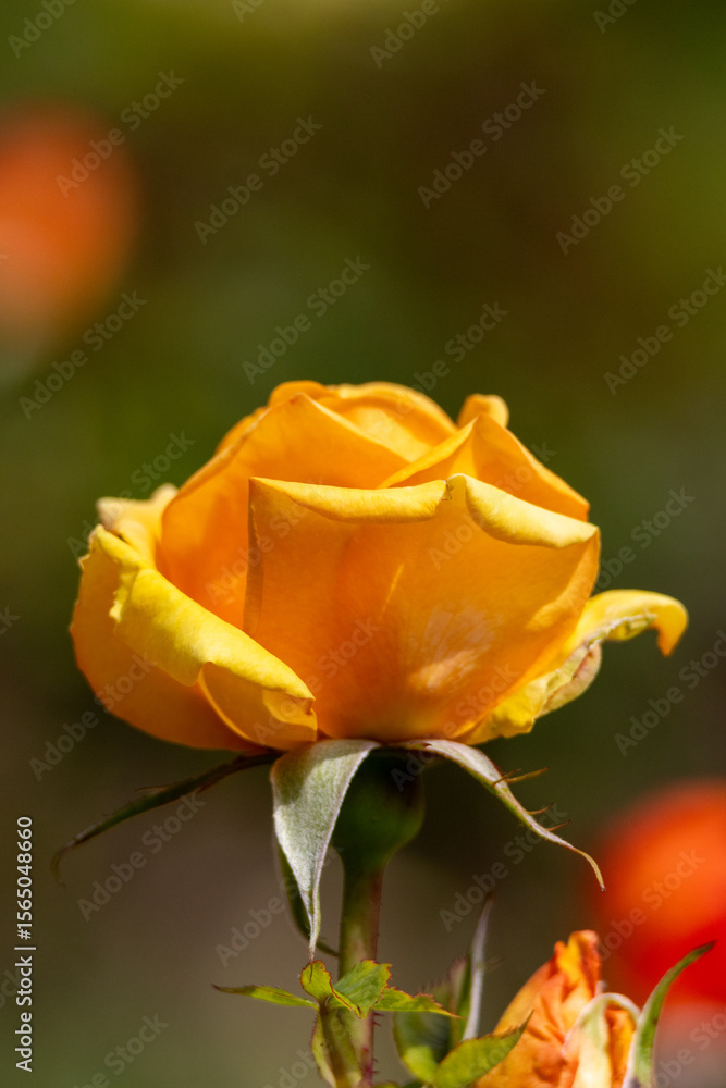 Side profile of a golden rose with a blurred background . High quality photo Side profile of a golden rose with a blurred background . High quality photo