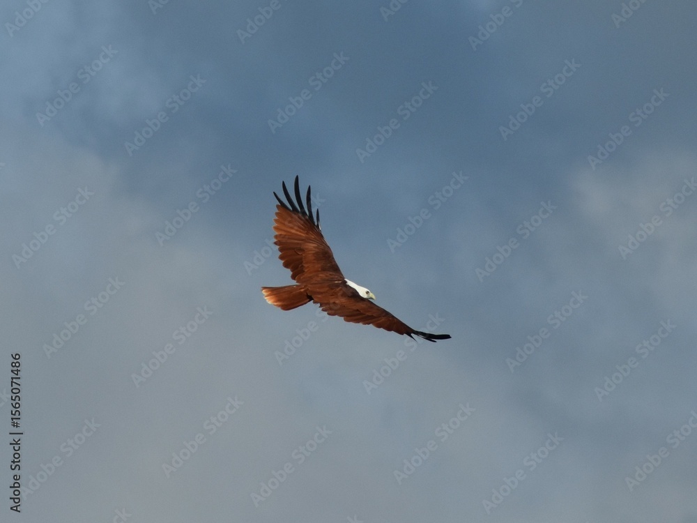 Obraz premium Raptor Brahminy Kite in the sky