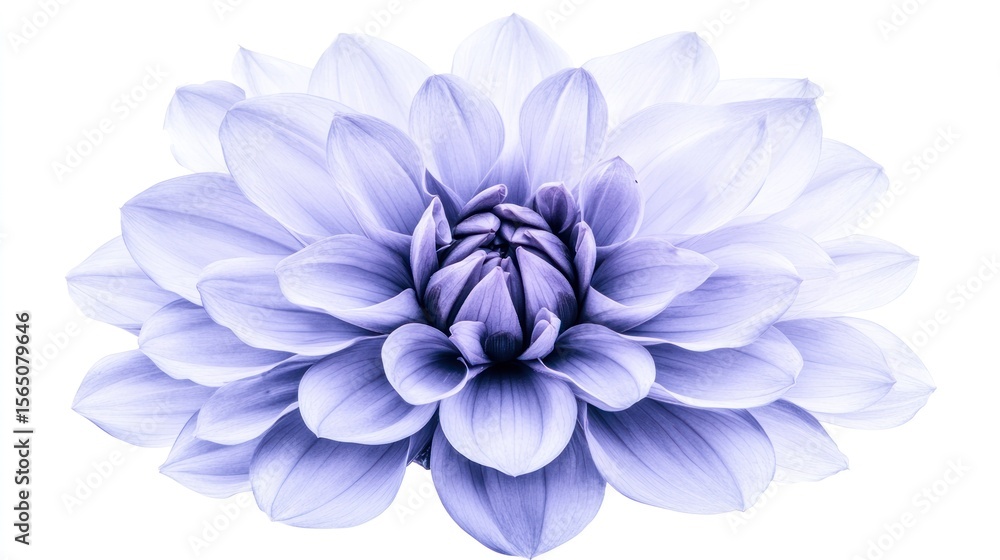 Obraz premium Exquisite Lavender Dahlia: Detailed Floral Macro on White Background