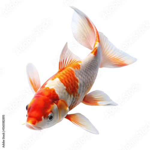 koi fish png ornamental carp PNG colorful pond fish PNG Japanese nishikigoi PNG transparent background image