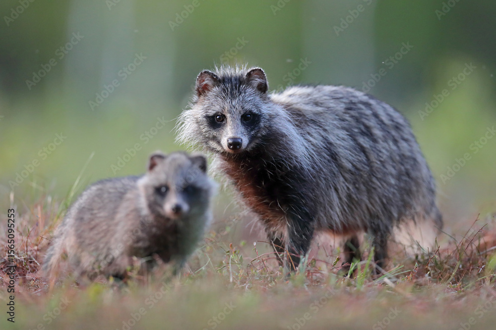 Obraz premium Jenot (Nyctereutes) raccoon dog