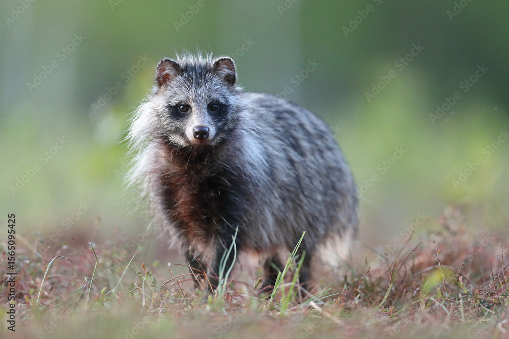 Fototapeta premium Jenot (Nyctereutes) raccoon dog