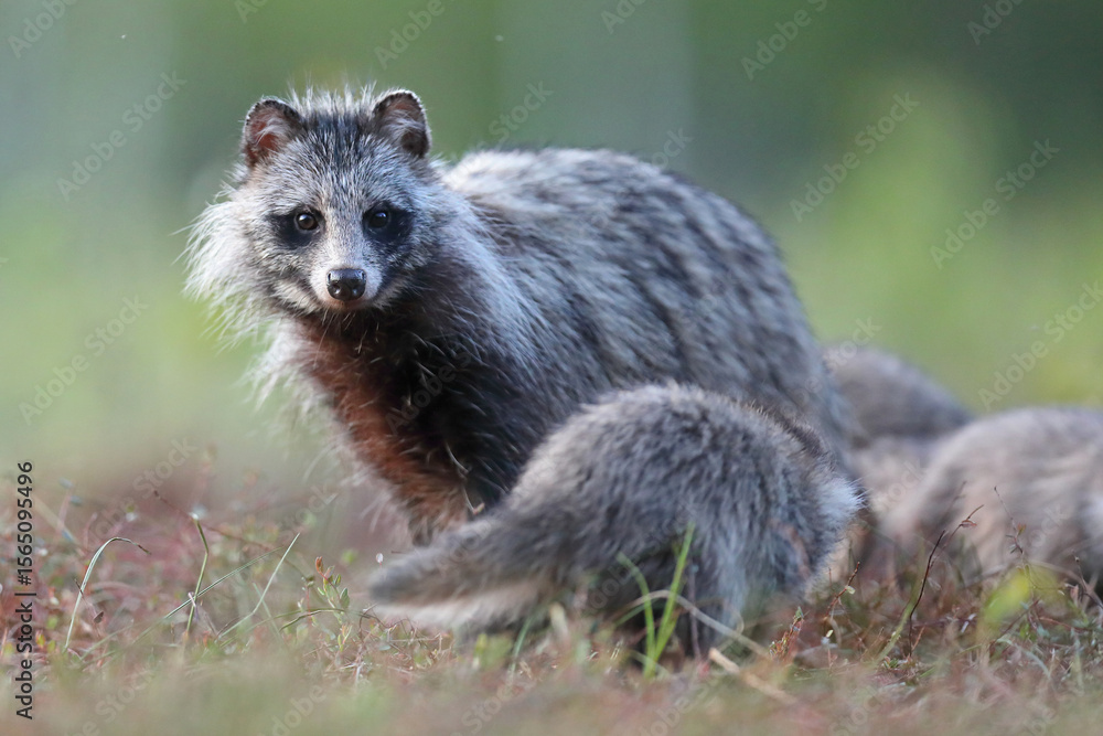 Fototapeta premium Jenot (Nyctereutes) raccoon dog