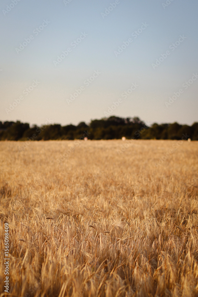 Obraz premium dried flowers in sunset light, wheat field, rye field
