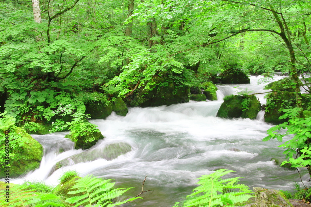 Obraz premium 奥入瀬渓流（阿修羅の流れ）