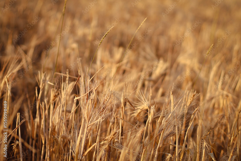 Fototapeta premium dried flowers in sunset light, wheat field, rye field