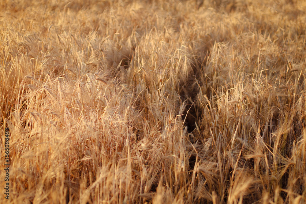 Fototapeta premium dried flowers in sunset light, wheat field, rye field