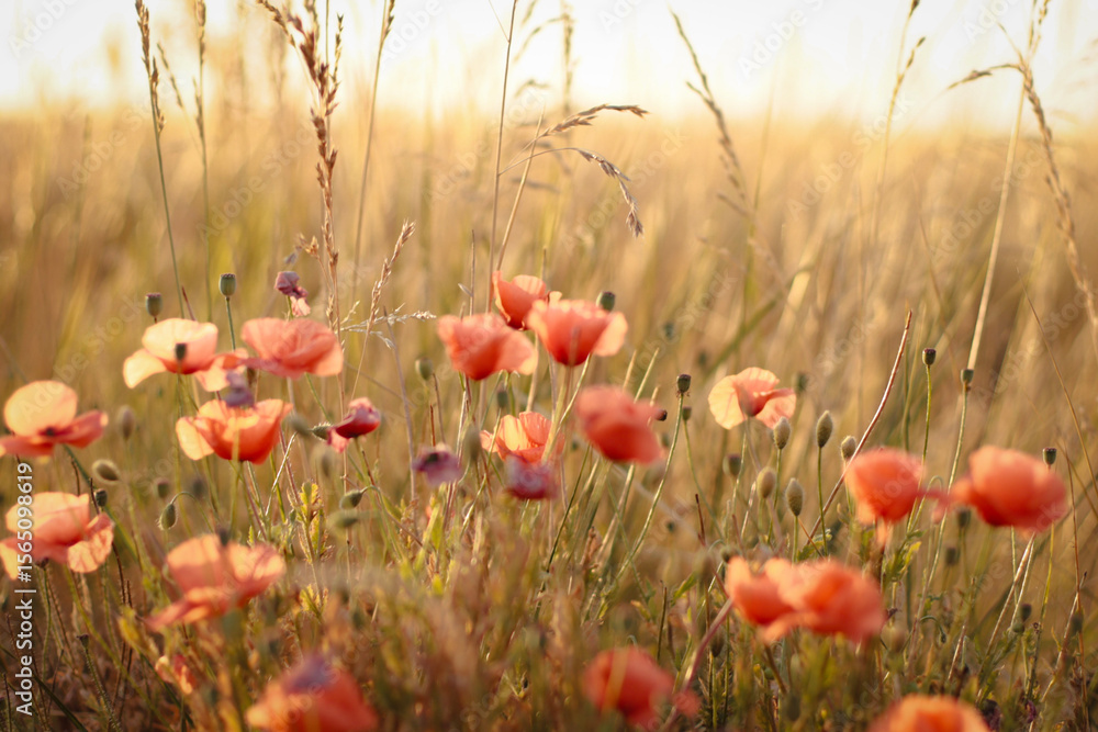 Obraz premium dried flowers in sunset light, wheat field, rye field