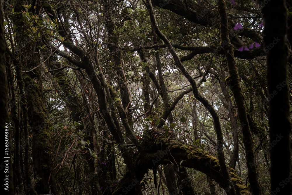 Fototapeta premium Dense, Mysterious Forest with Twisted Branches and Lush Green Canopy