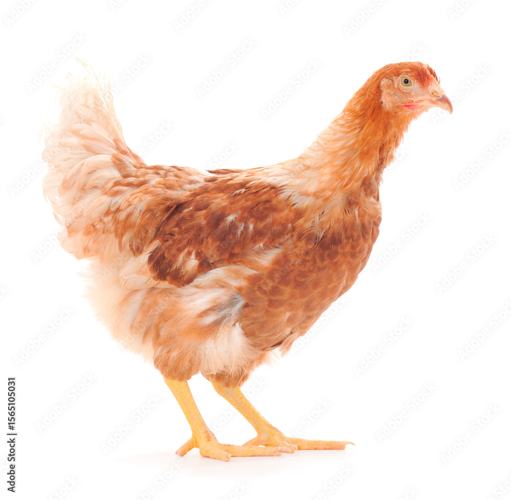 Fototapeta premium Brown hen isolated.