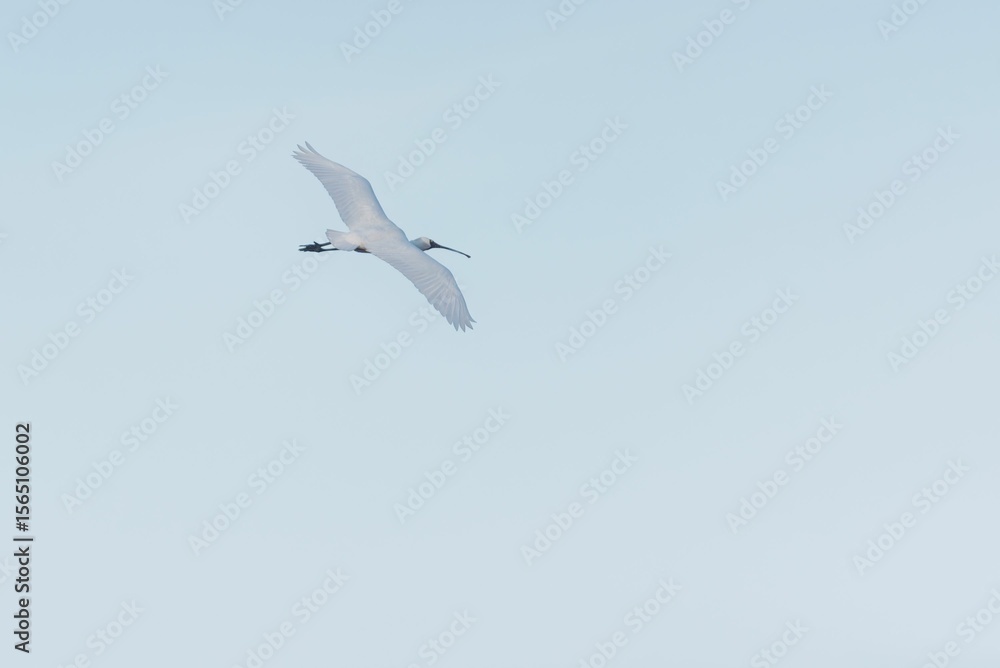 Solitary bird soaring in a clear blue sky. Solitary bird soaring in a clear blue sky.