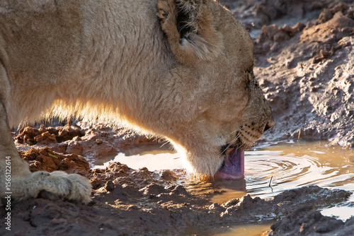 Close up of lioness drinking