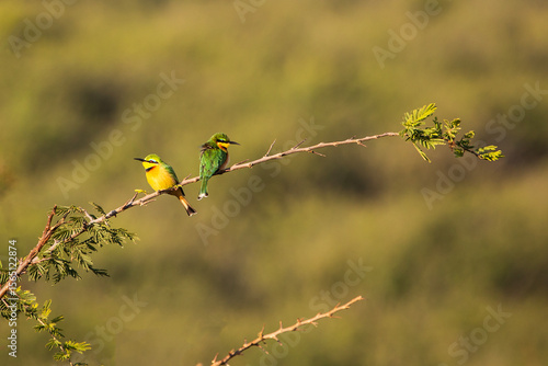 Two bee-eaters on a branch