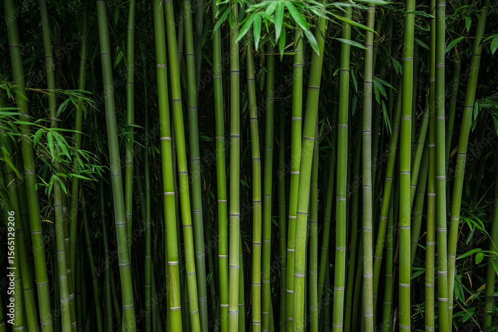 Fototapeta premium Towering bamboo stalks create a majestic forest landscape