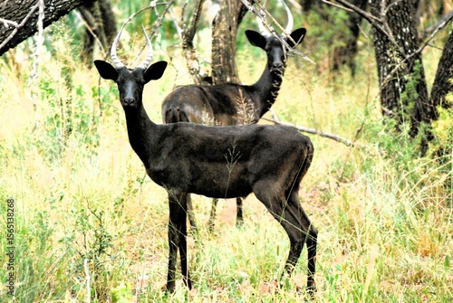 Photography black impala in the bush