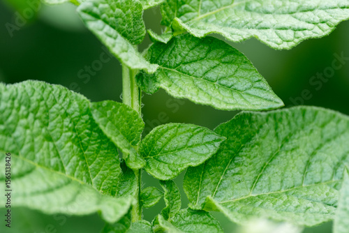green potato leaf in the garden close up