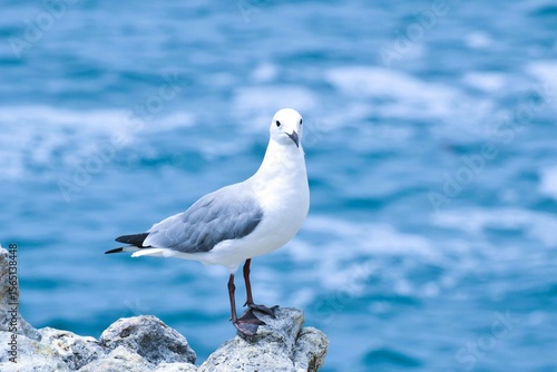 seagull on the rock