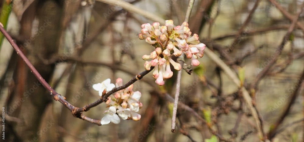 Viburnum Bodnantense Flowers and Buds in Winter Viburnum Bodnantense Flowers and Buds in Winter
