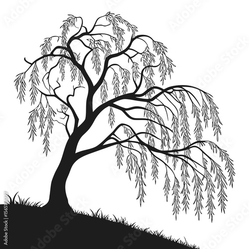 Elegant silhouette of a weeping willow tree with flowing branches and delicate leaves on a grassy hill