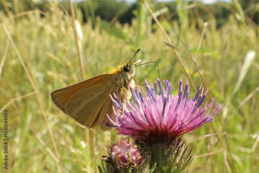 Essex skipper feeding on flower Essex skipper feeding on flower