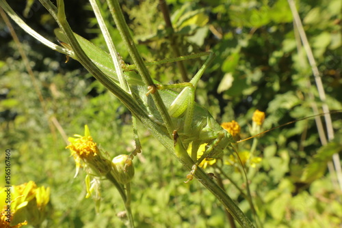 Great green bush cricket side view