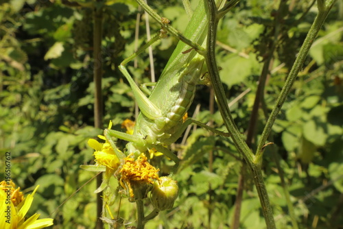 Great green bush cricket abdomen