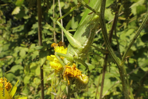 Large green cricket on garden plant