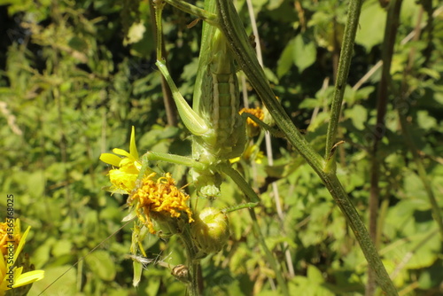 Tettigonia viridissima
