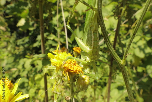 Great green bush cricket hiding
