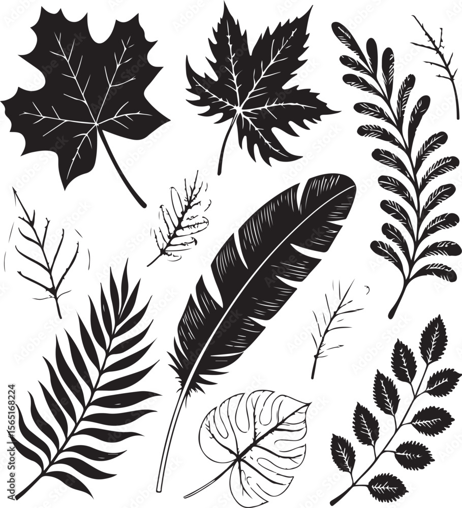 Obraz premium Elegant black and white vector illustrations of various leaves and a feather