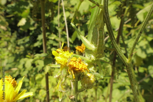 Great green bush cricket climbing