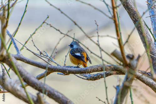 Wallpaper Mural 木の枝にとまるジョウビタキの後ろ姿 Torontodigital.ca