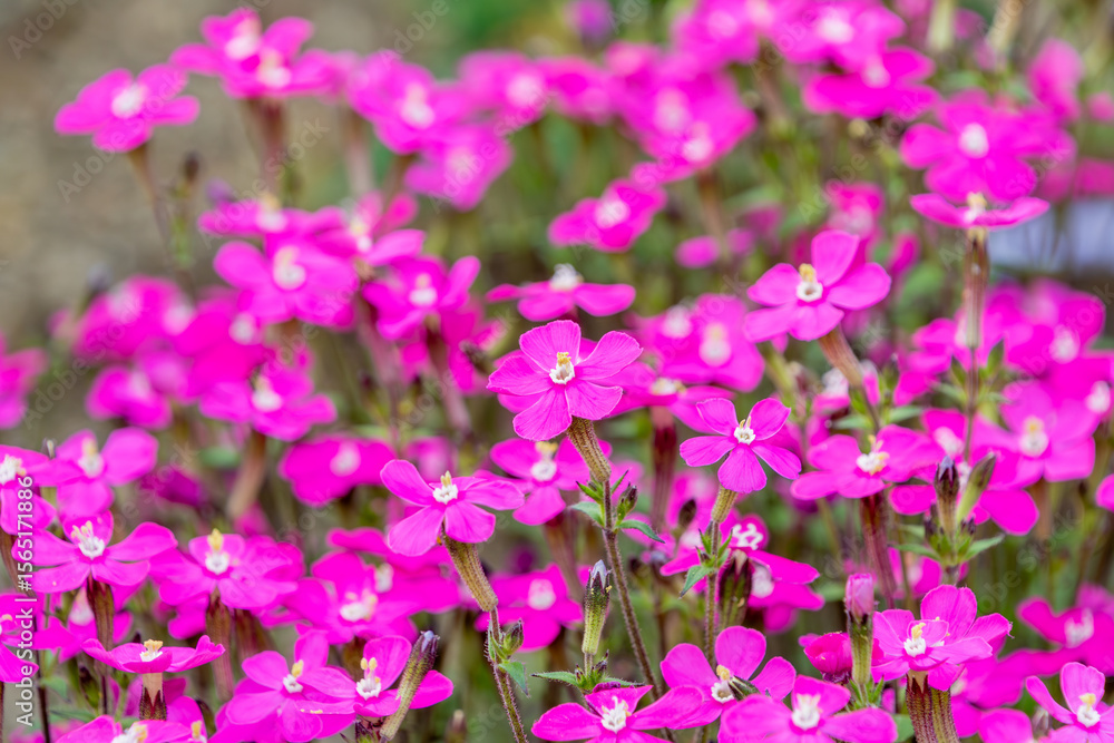 Fototapeta premium 鮮やかなピンク色が映えるムシトリナデシコ(シレネ)の群生