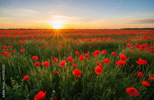 Blooming poppy field under sunset sky forms gentle natural landscape filled with red flowers and golden light