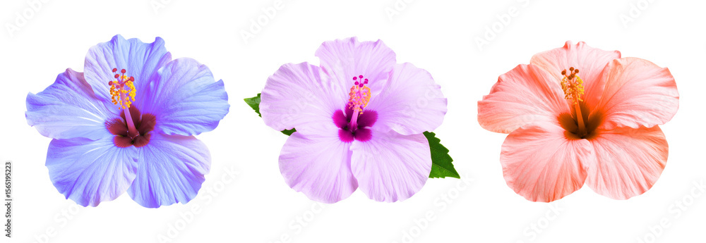 custom made wallpaper toronto digitalCollection of Vibrant pink hibiscus flower in full bloom, isolated on a transparent background, showcasing its delicate beauty and tropical charm