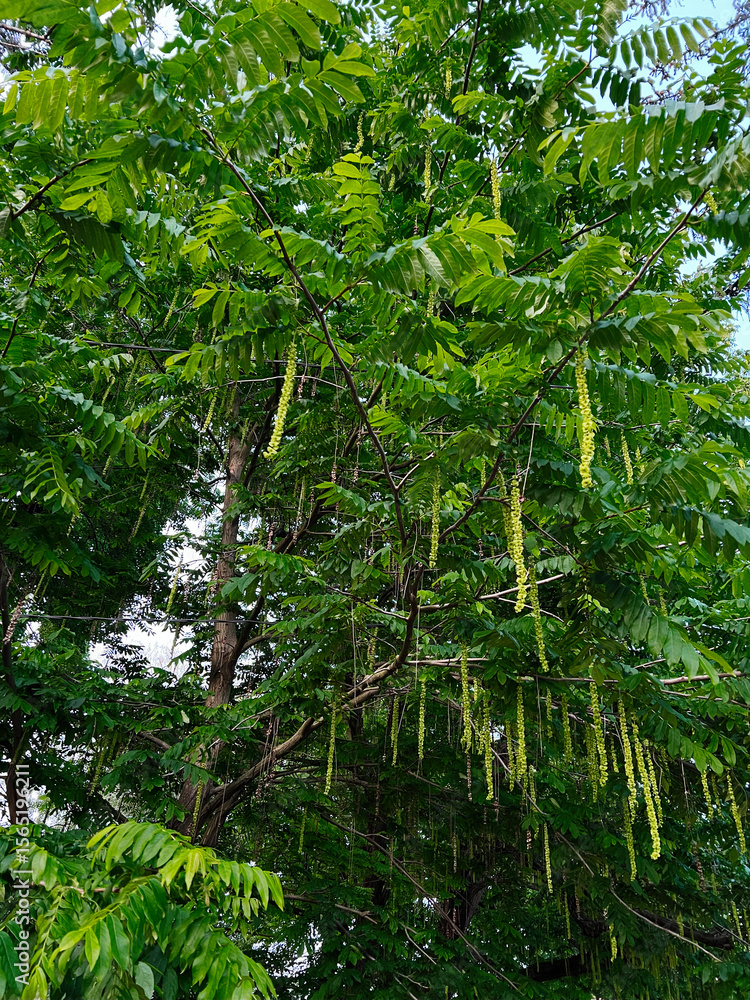 Fototapeta premium Tree Caucasian wingnut With Green Leaves and Hanging Seed Pods in Natural Environment