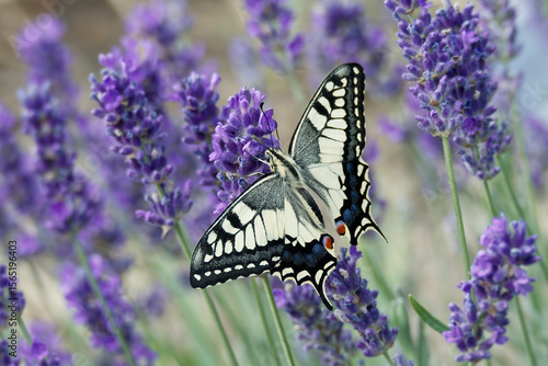 Tableau sur toile Old World Swallowtail or common yellow swallowtail (Papilio machaon) sitting on