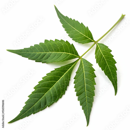 Medicinal neem leaf isolated on transparent background  